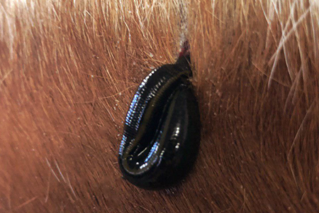 Blutegeltherapie